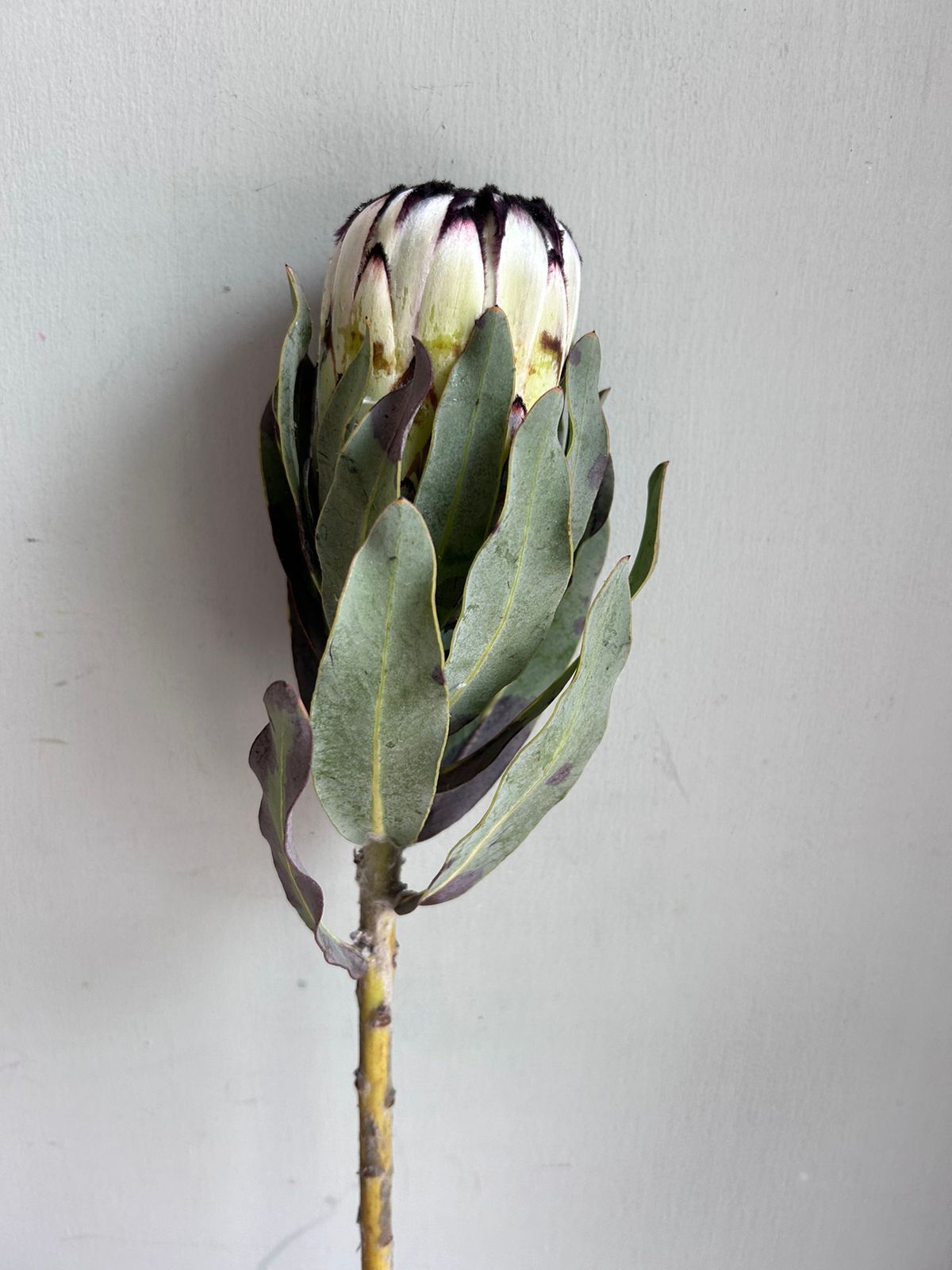 Protea