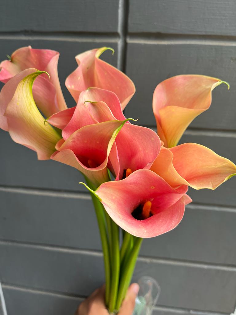 Calla Lily