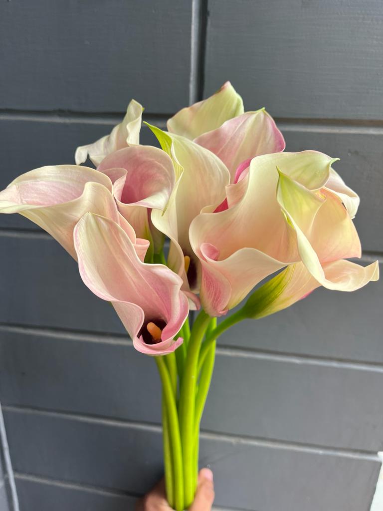 Calla Lily