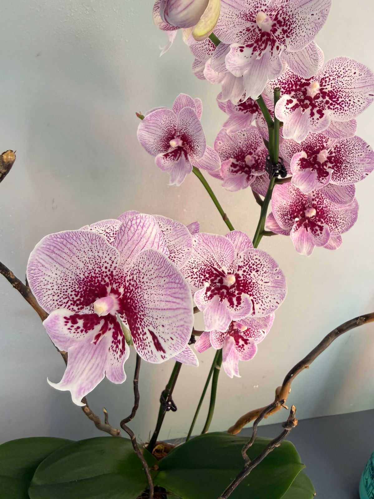 Phalaenopsis Plants - Pink Striped