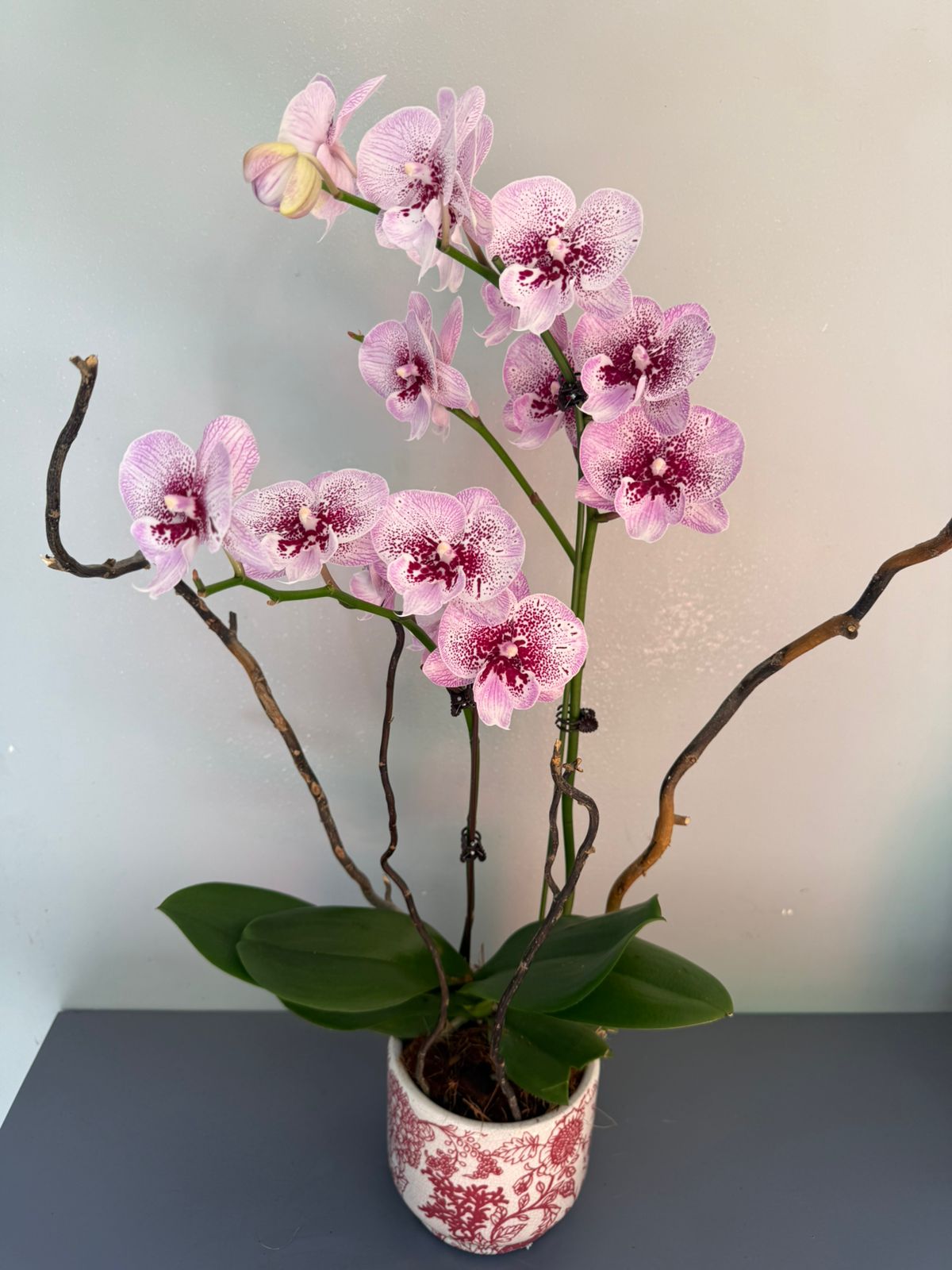Phalaenopsis Plants - Pink Striped