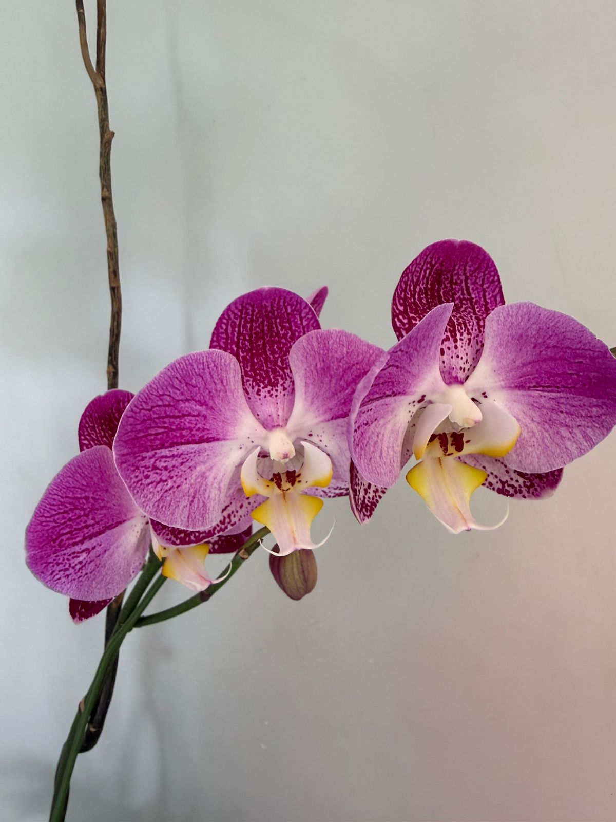 Phalaenopsis Plants - Pink shaded