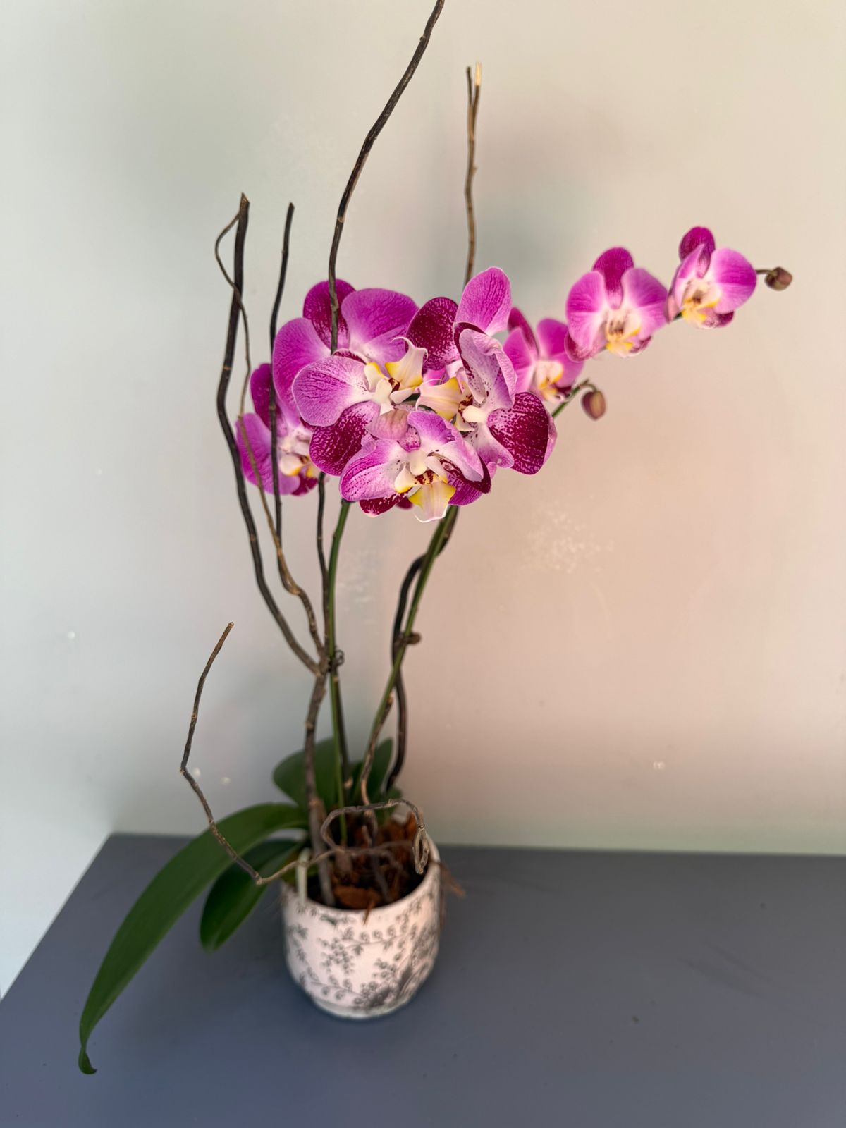 Phalaenopsis Plants - Pink shaded