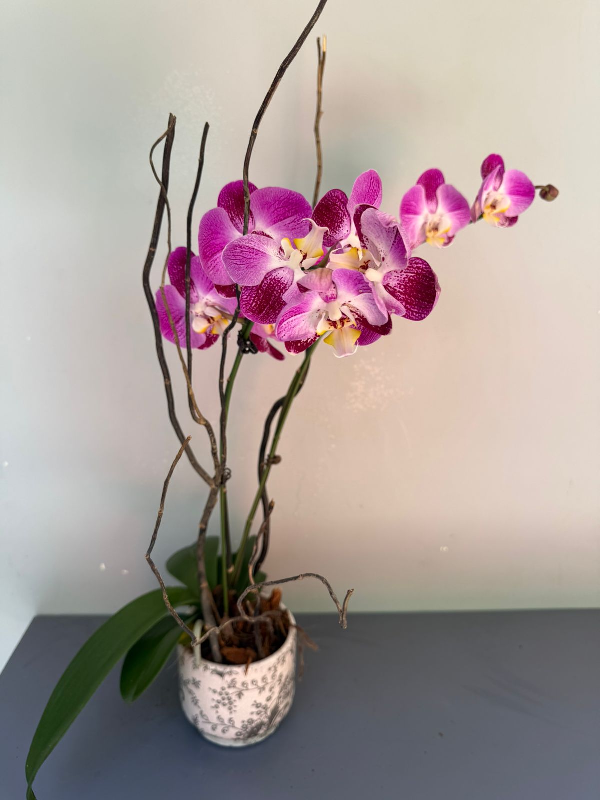 Phalaenopsis Plants - Pink shaded