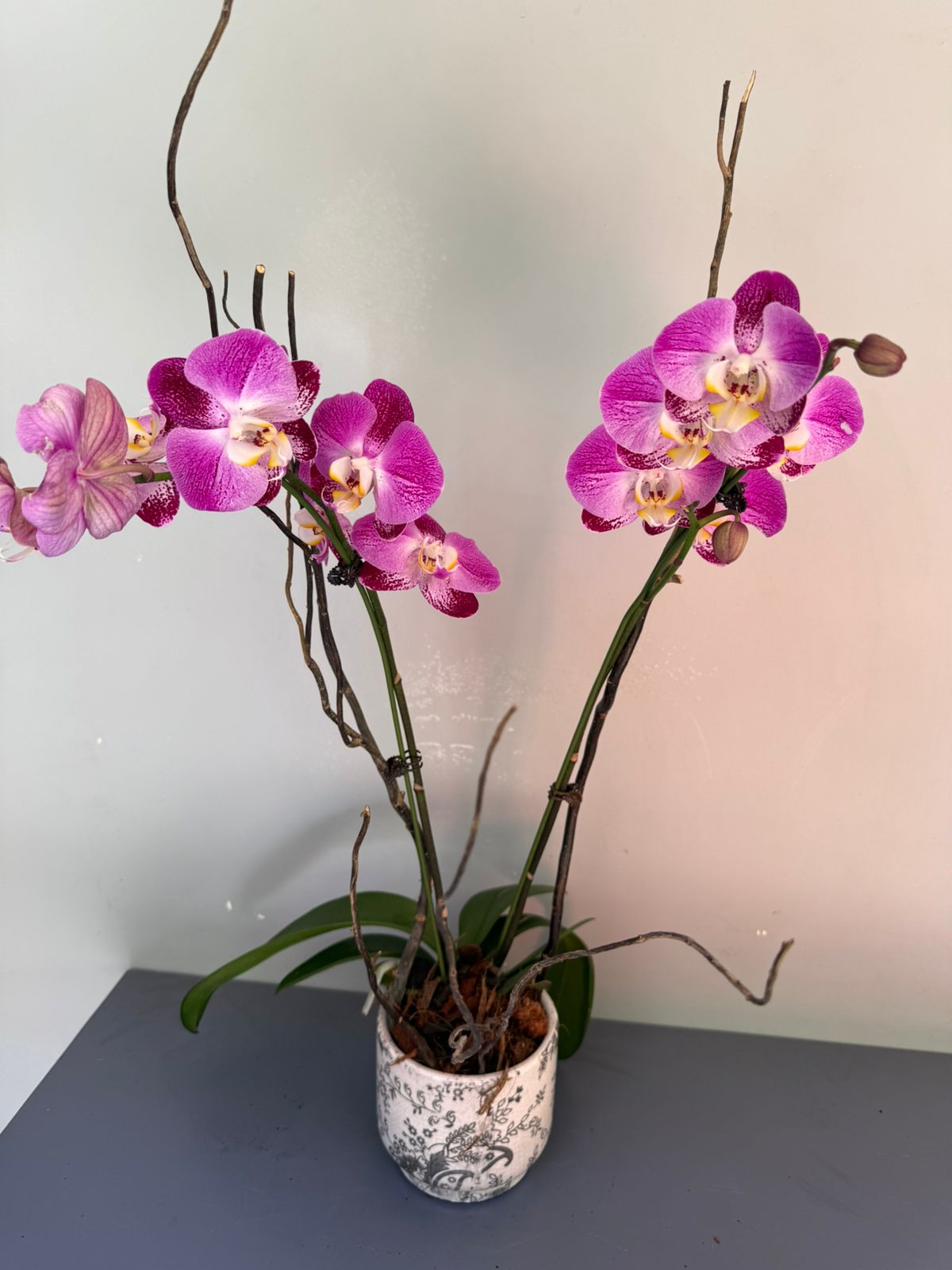 Phalaenopsis Plants - Pink shaded