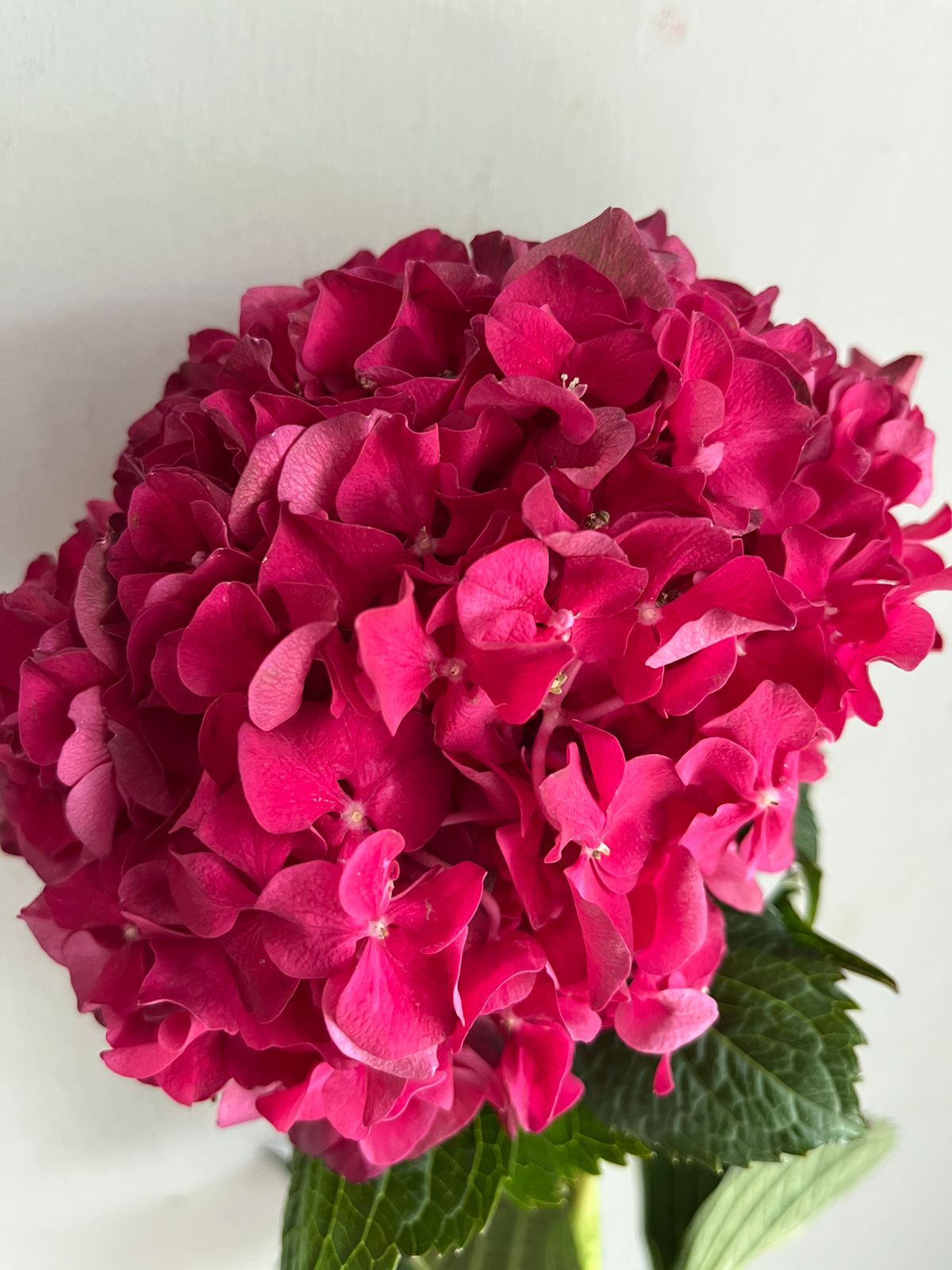 Hydrangea