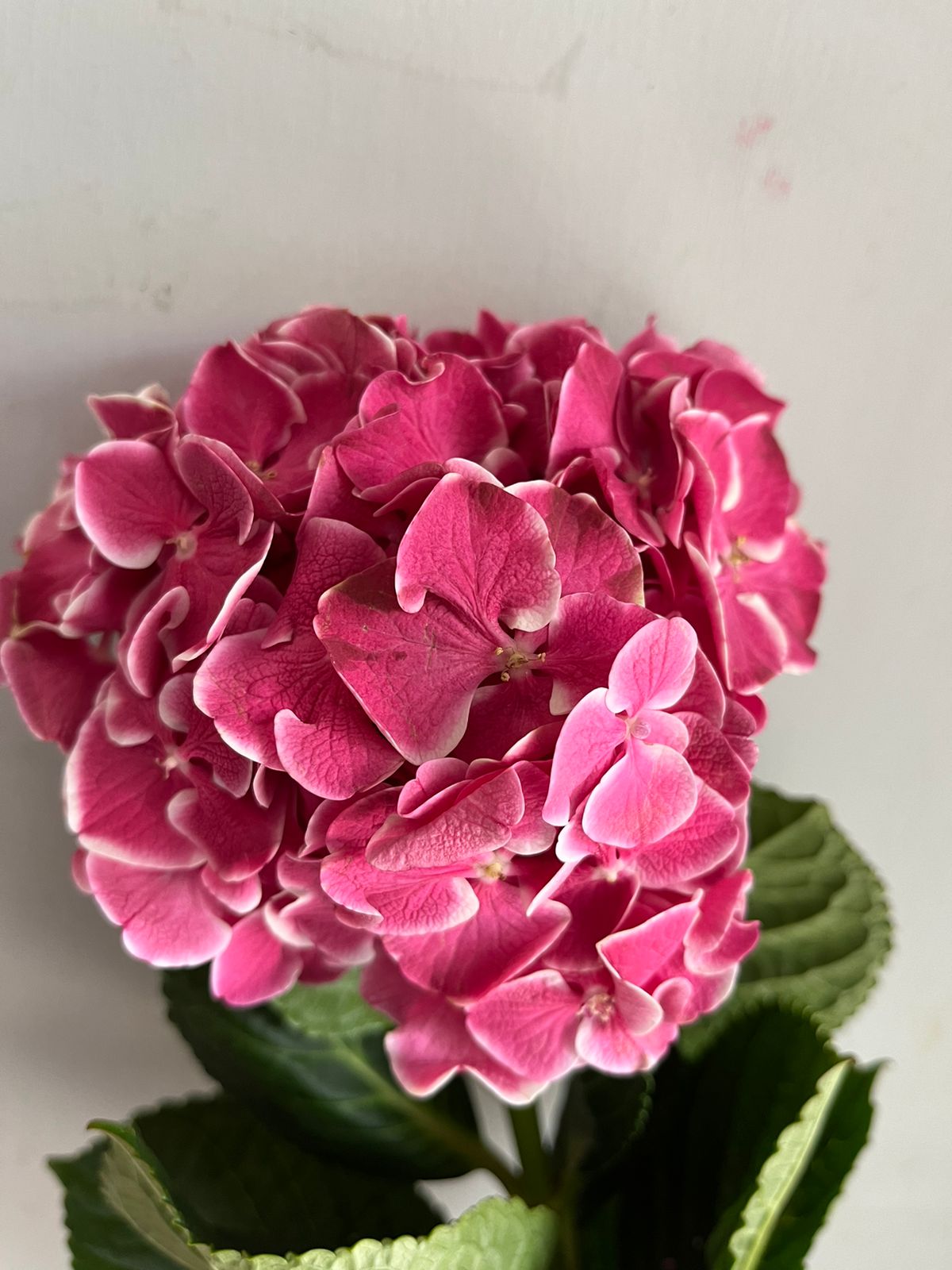 Hydrangea