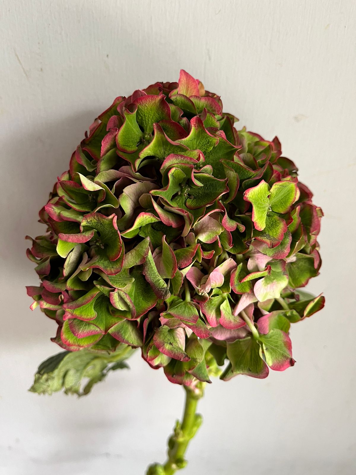 Hydrangea