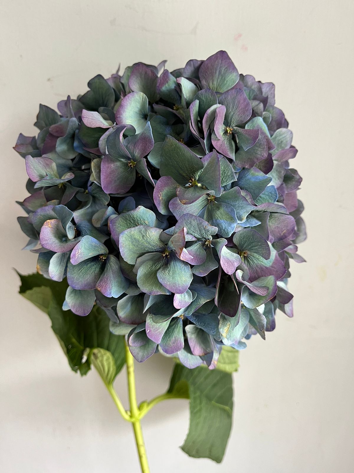 Hydrangea