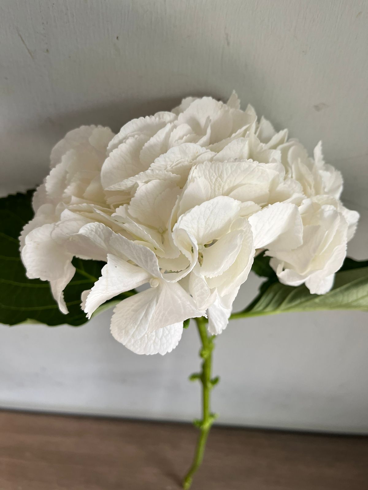 Hydrangea