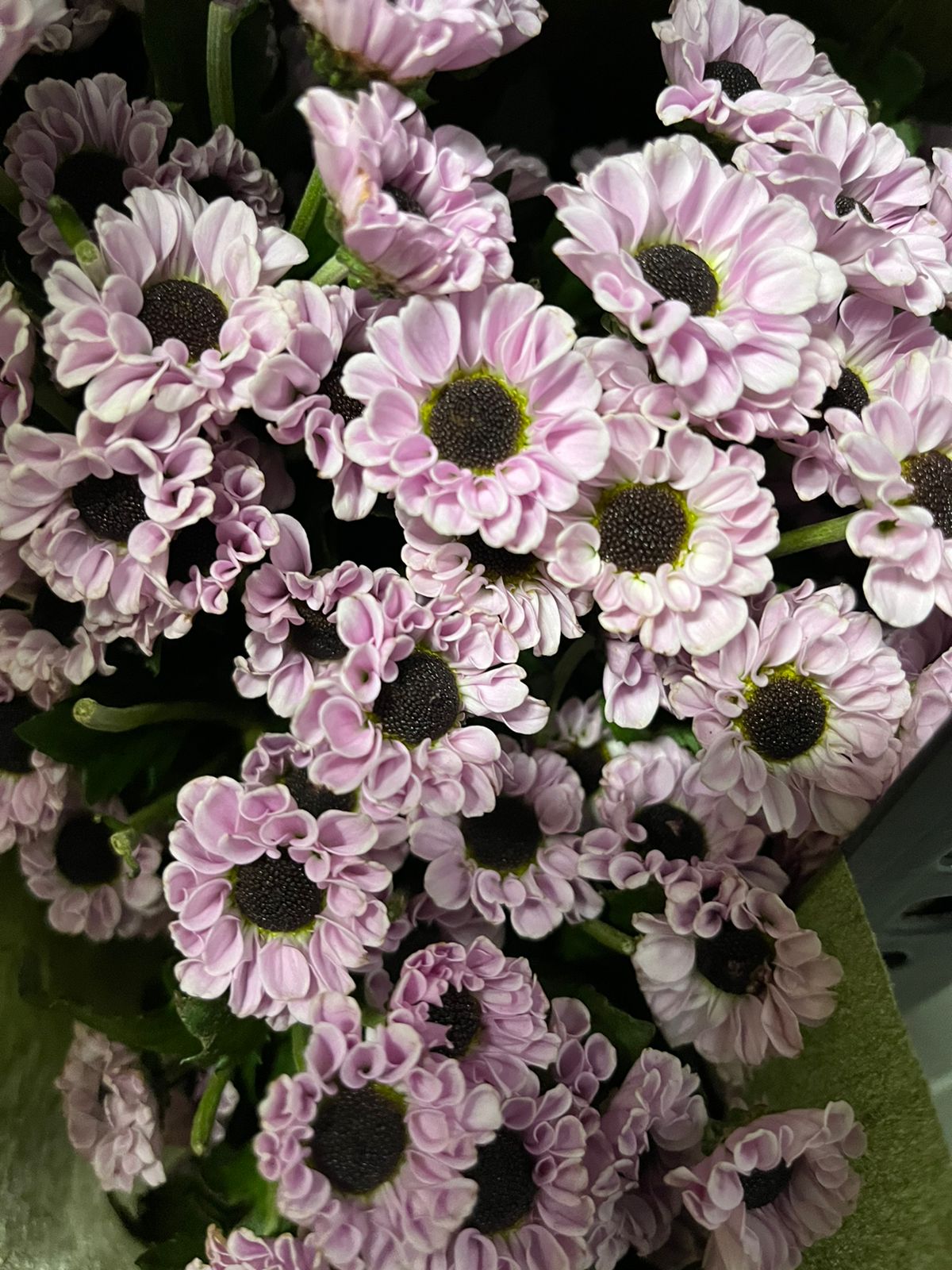 Button Chrysanthemum