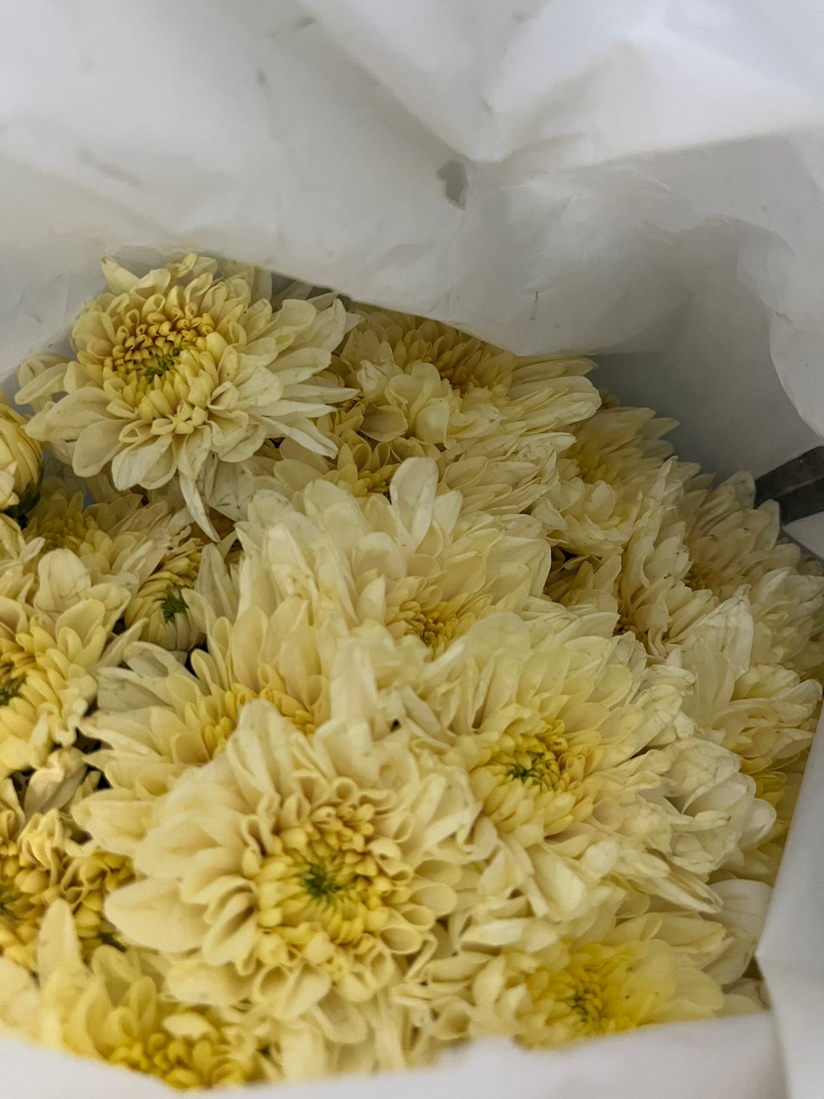 Chrysanthemum