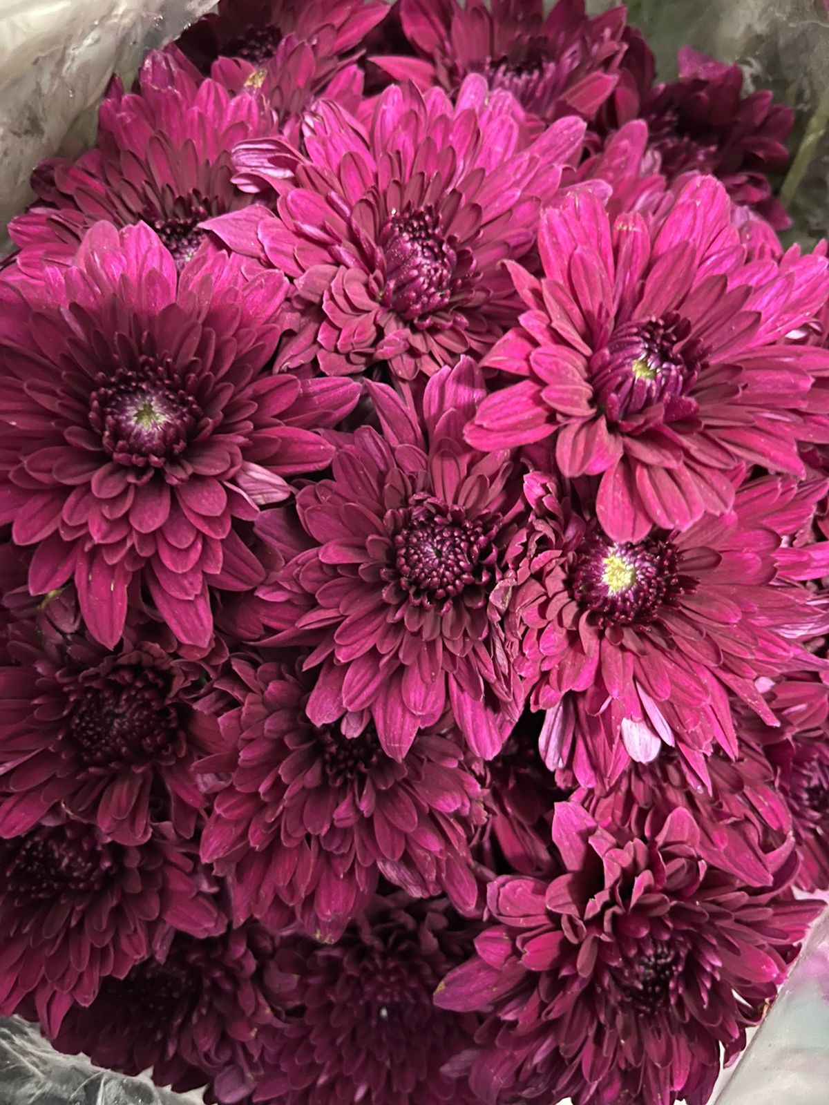 Chrysanthemum