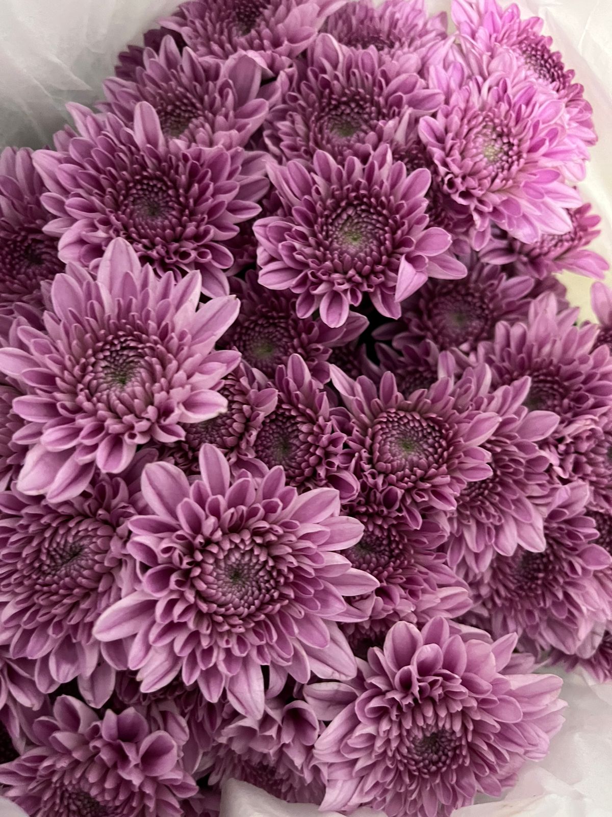 Chrysanthemum