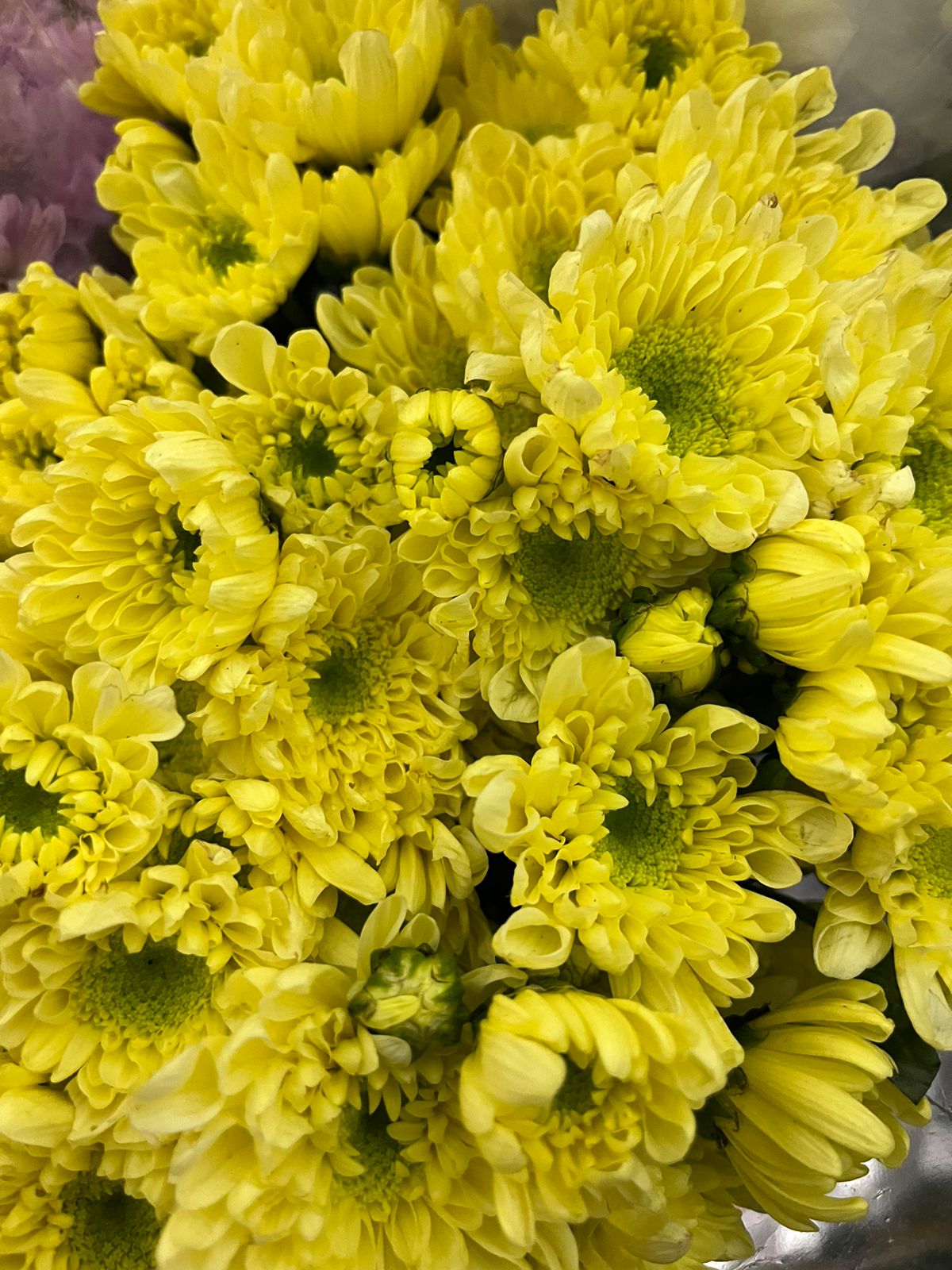 Chrysanthemum