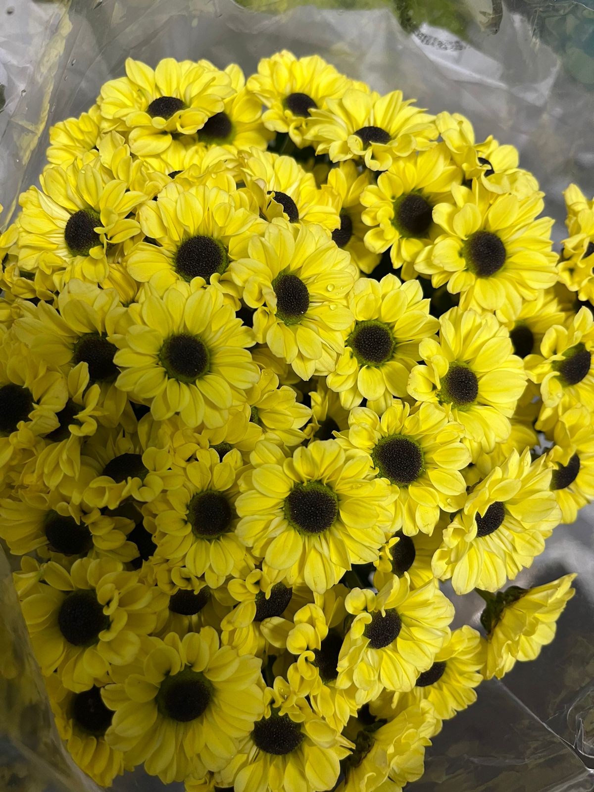 Button Chrysanthemum