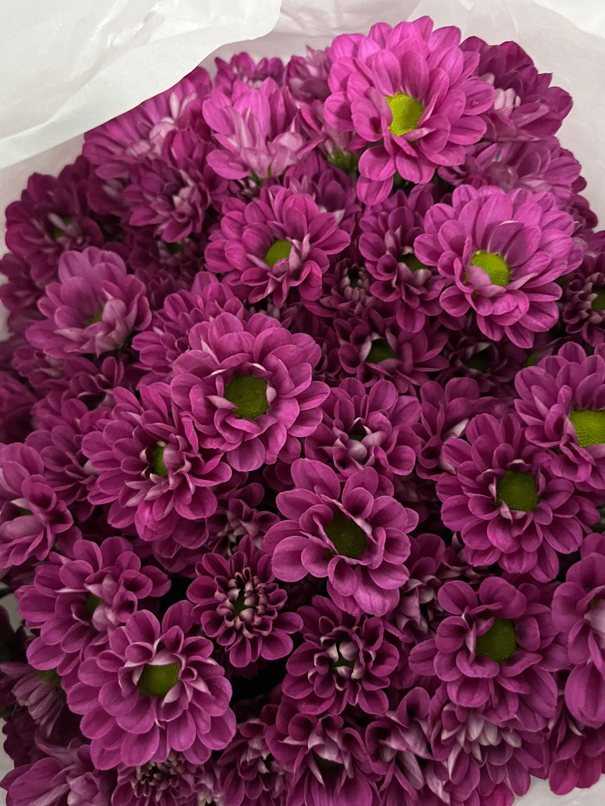 Button Chrysanthemum