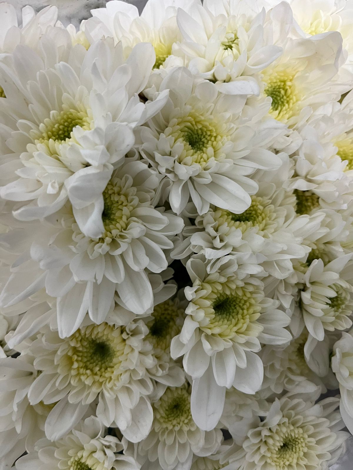 Chrysanthemum