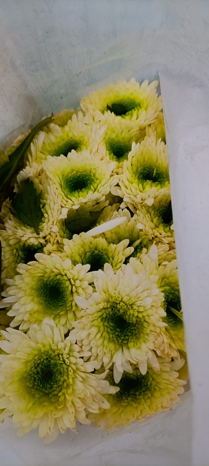 Chrysanthemum