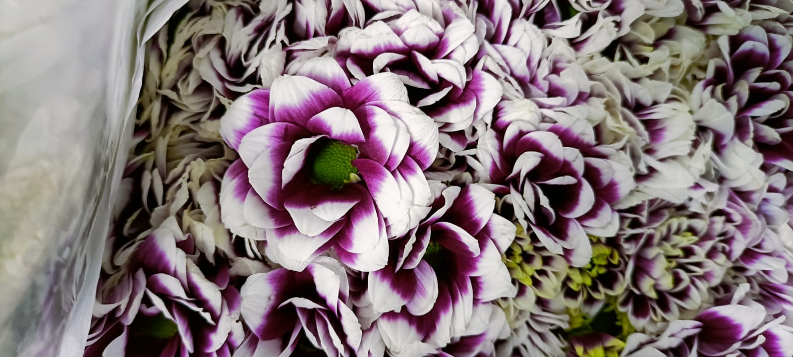 Chrysanthemum