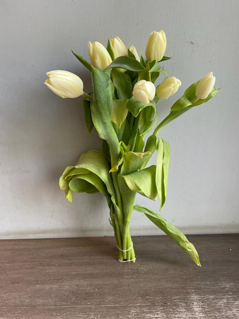 Tulips