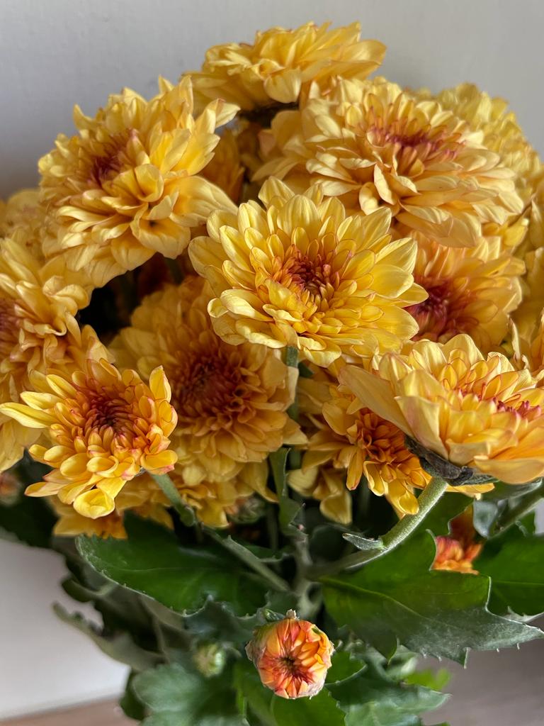 Chrysanthemum