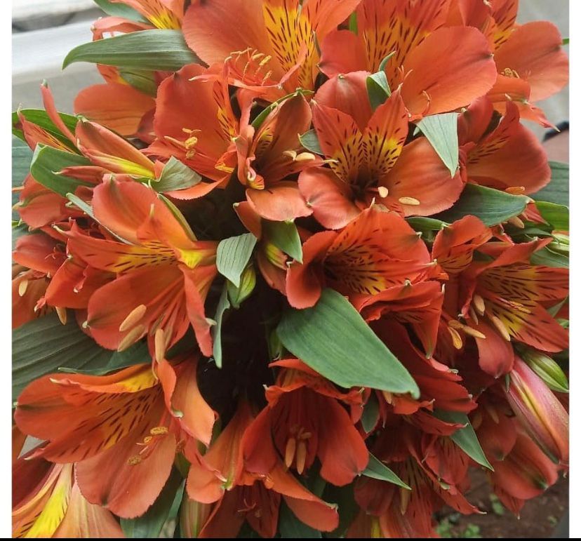 Alstromeria
