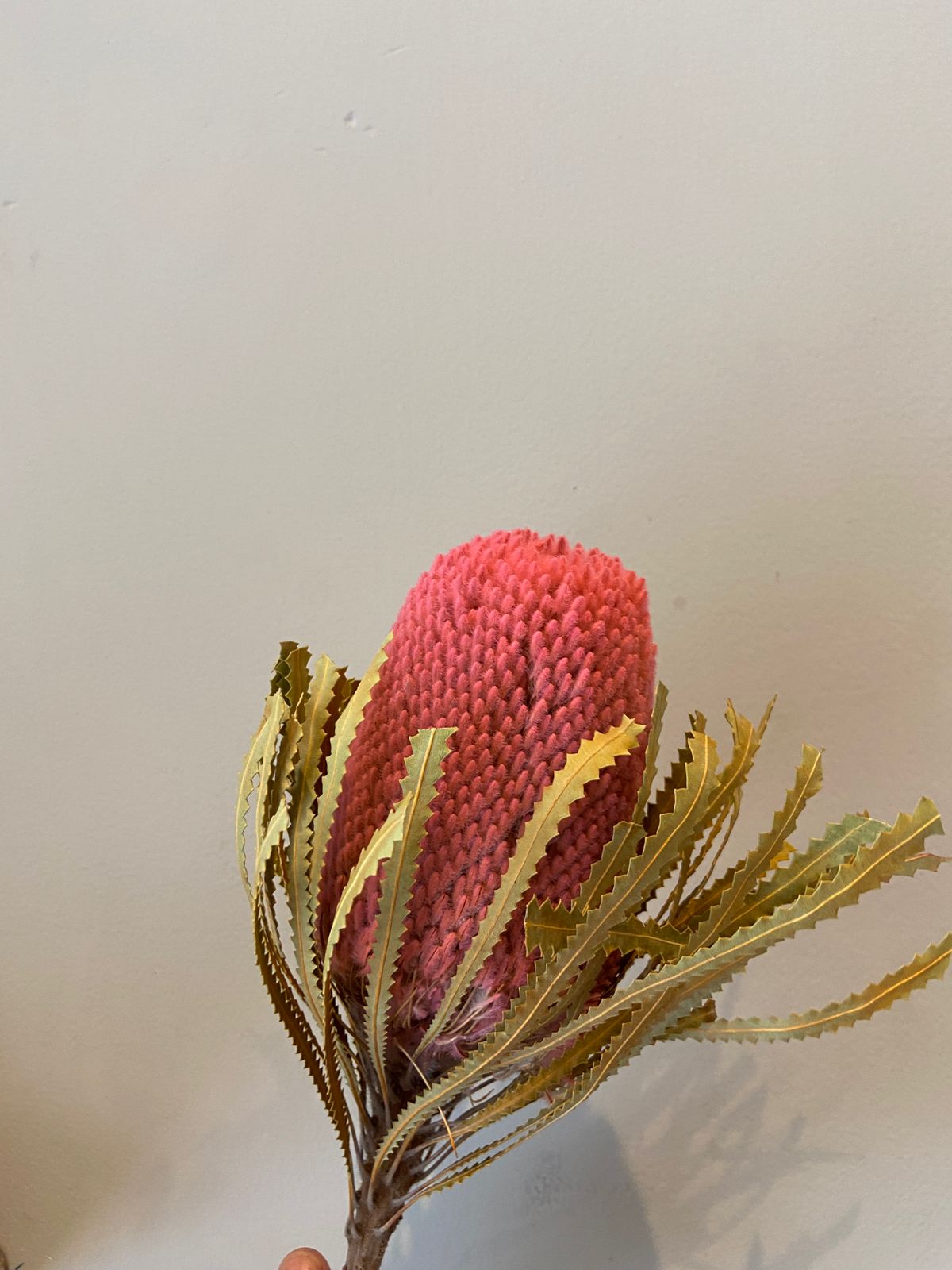 Banksia