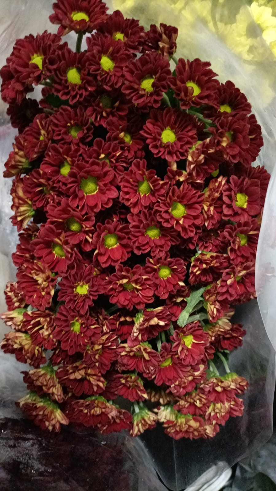 Button Chrysanthemum