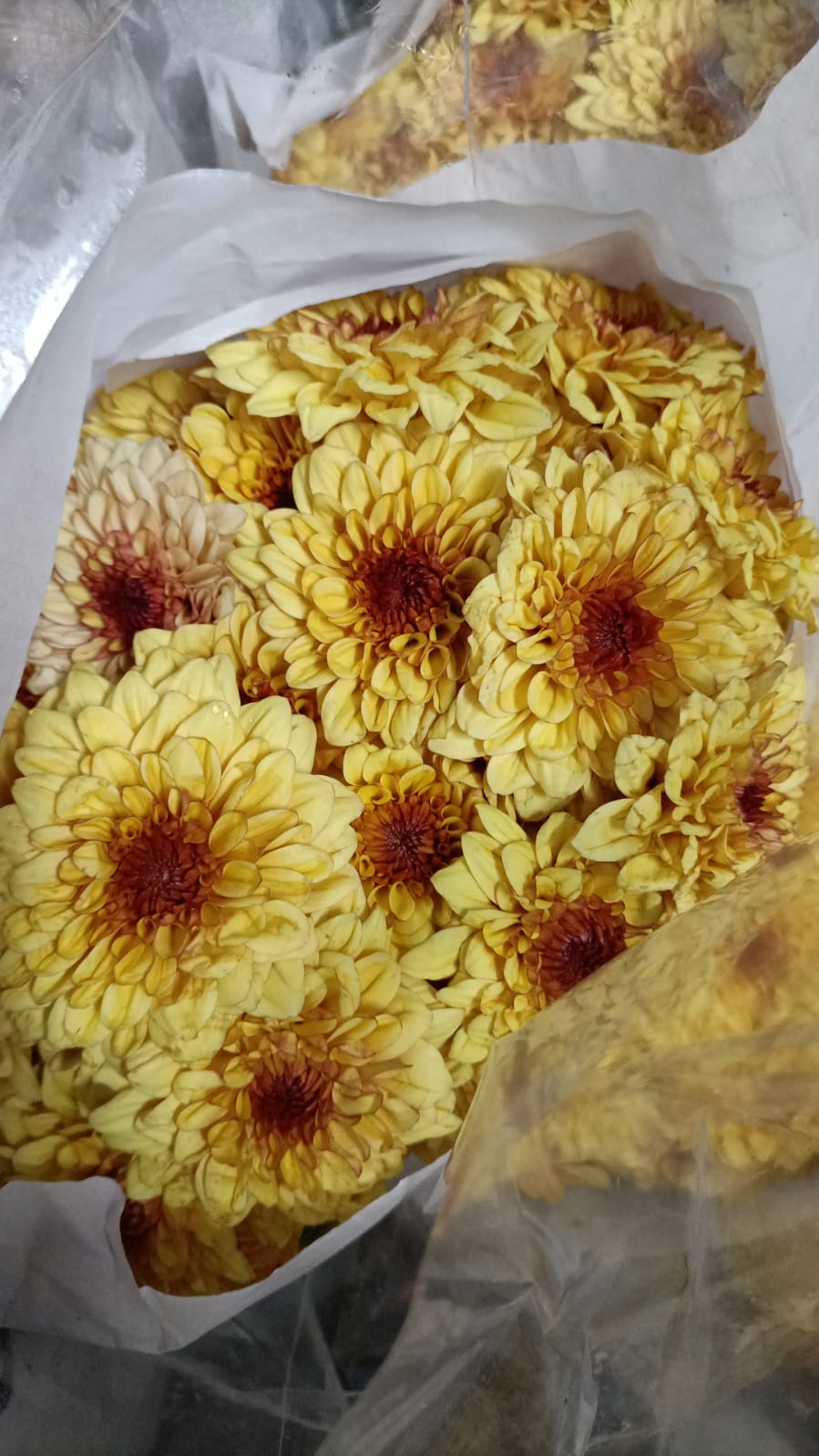 Chrysanthemum