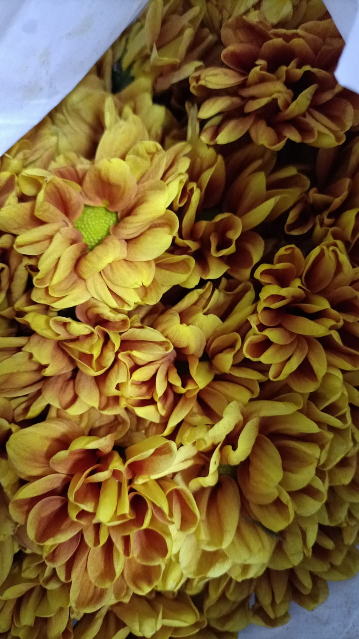 Chrysanthemum