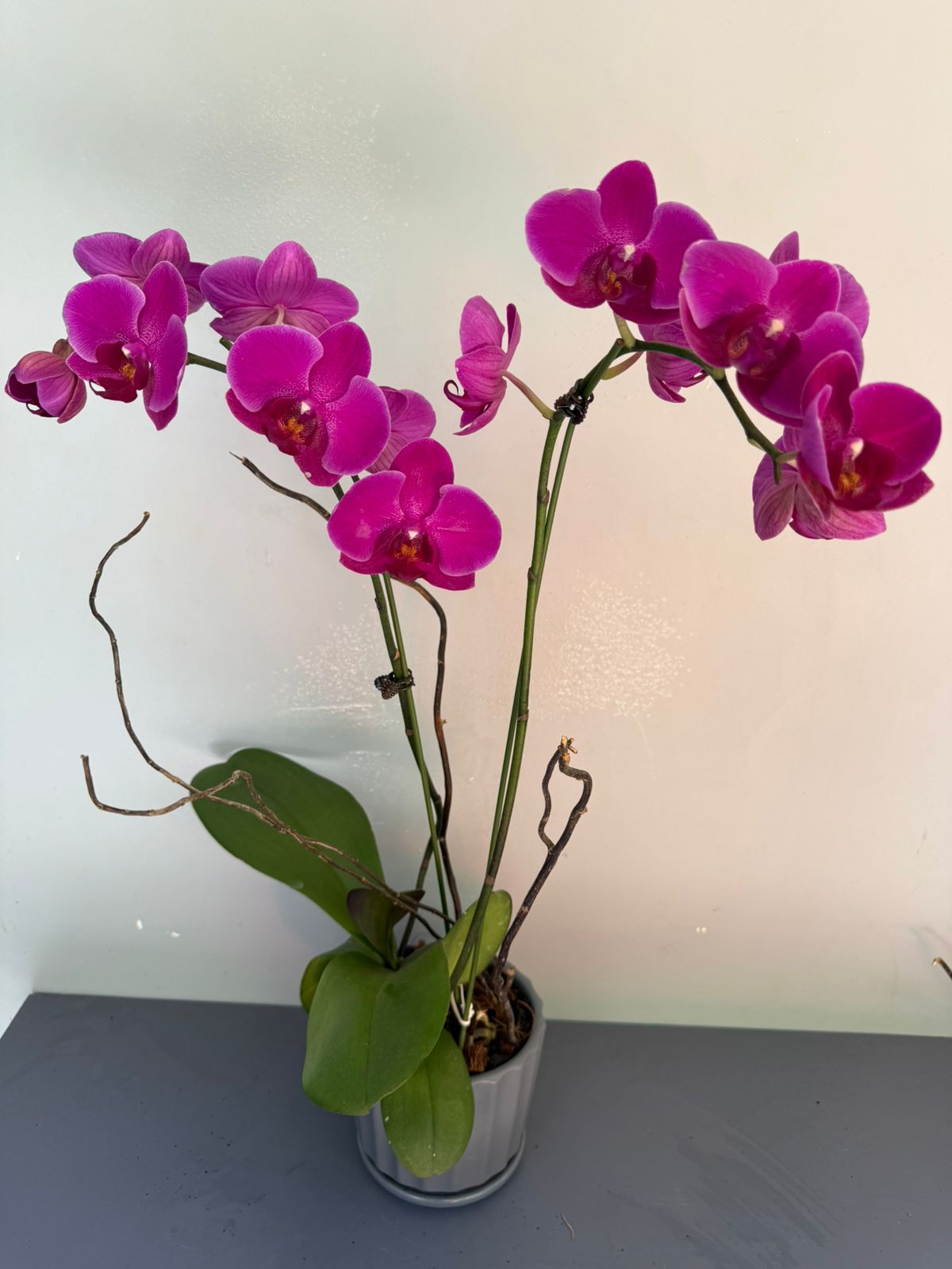 Phalaenopsis Plants - Pink