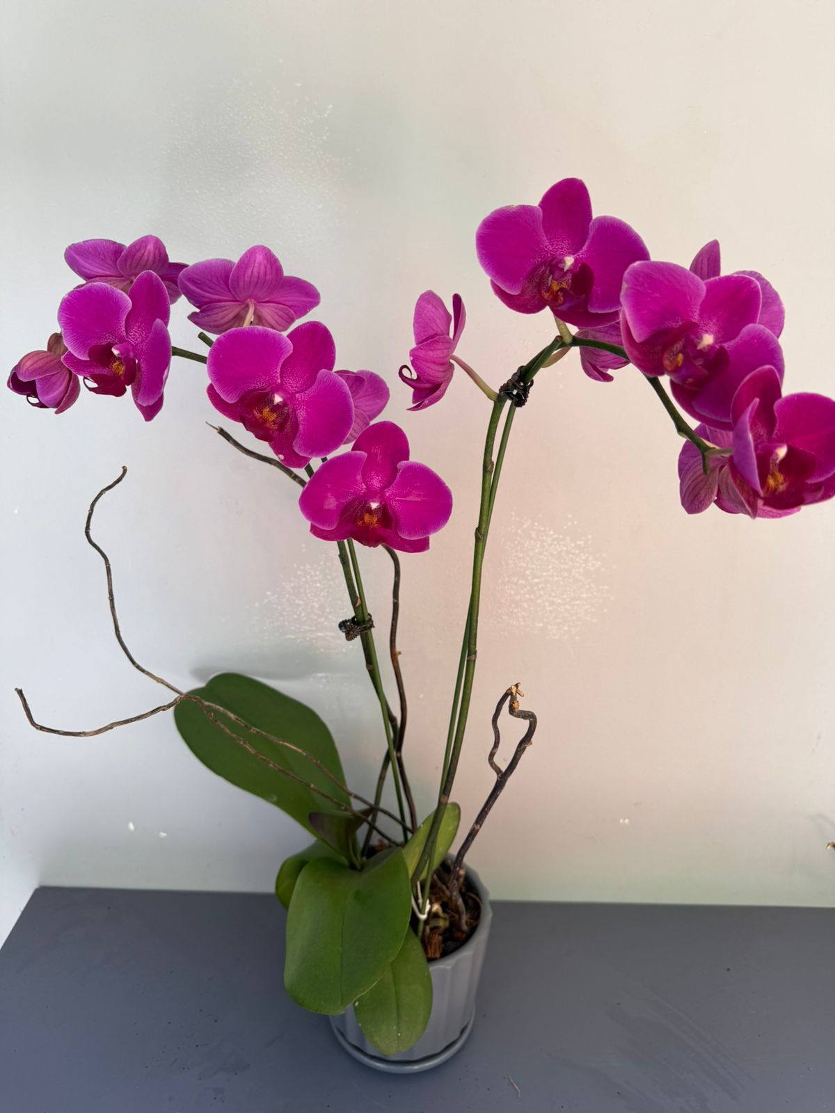 Phalaenopsis Plants - Pink