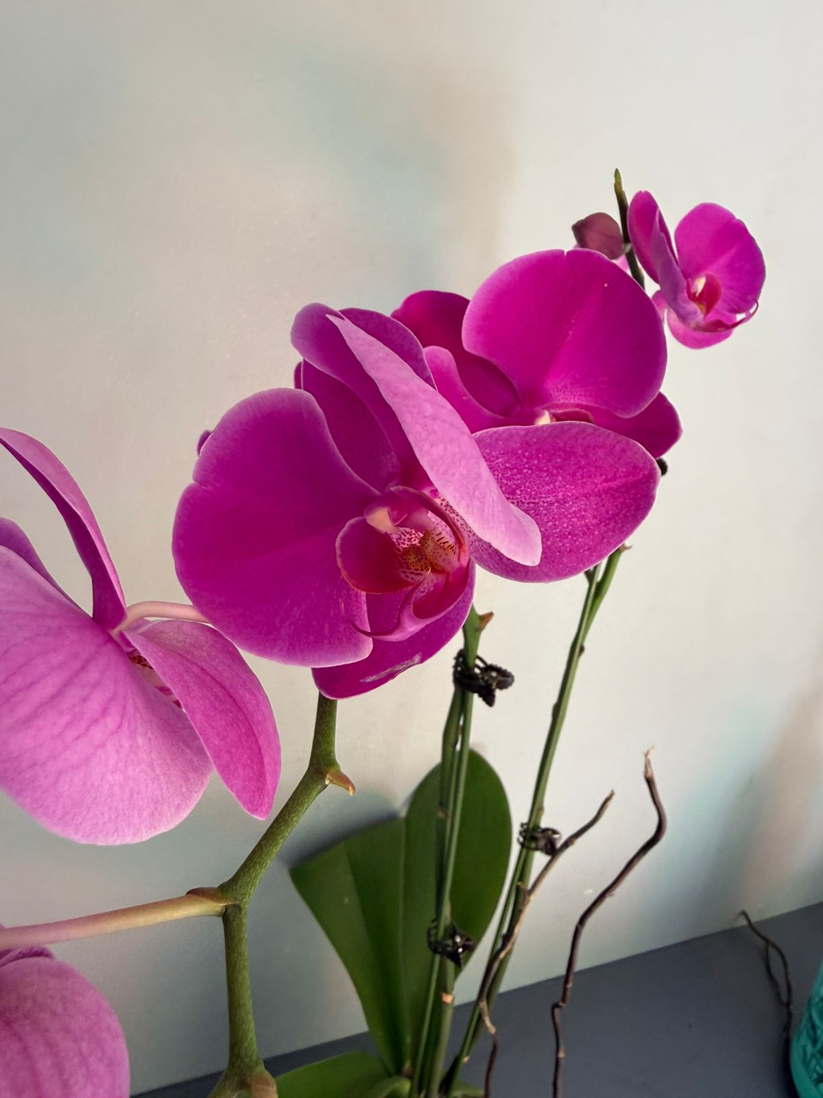 Phalaenopsis Plants - Pink