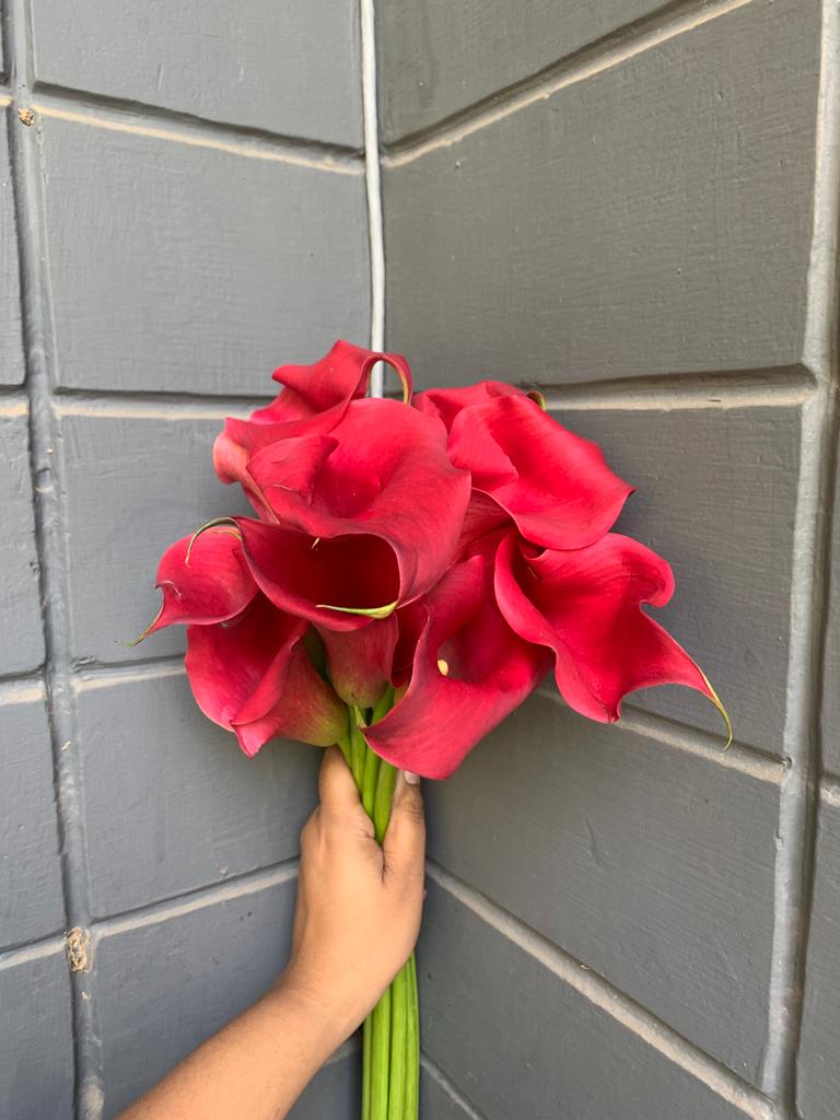 Calla Lily